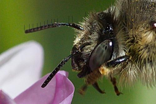 Réf. 235 880 : Anthophora quadrimaculata
